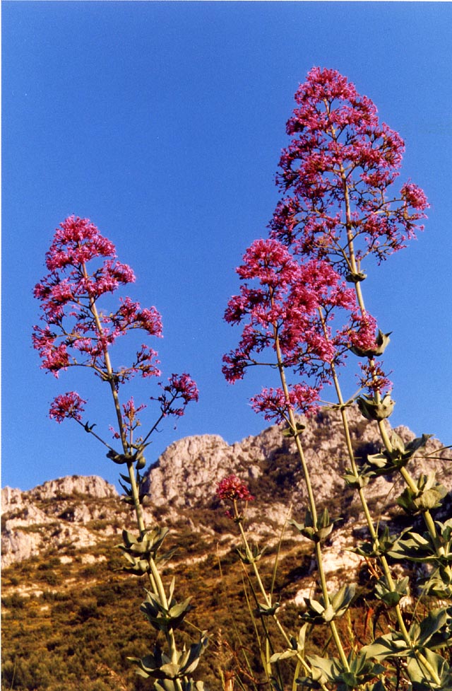Centranthus ruber / Valeriana rossa